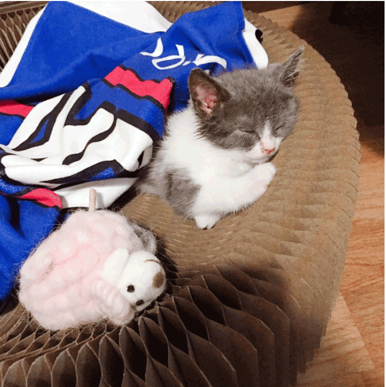 VersaScratch Cat Lounge & Play