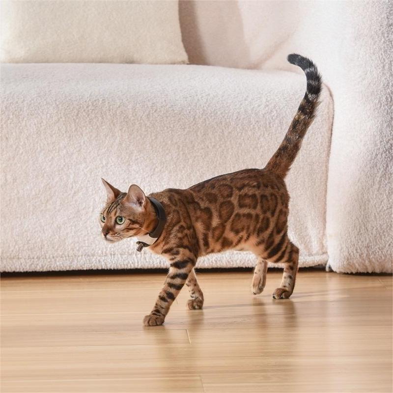 Feline Fun Laser Collar Toy
