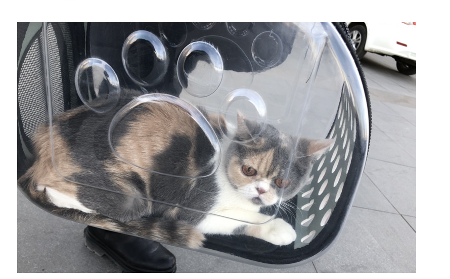 Clear View Pet Carrier Backpack